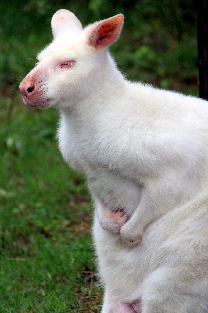 Albino Wallaby